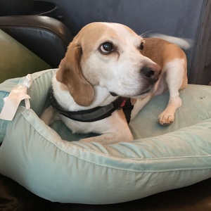 Fundraising Page: Michelle Schappacher